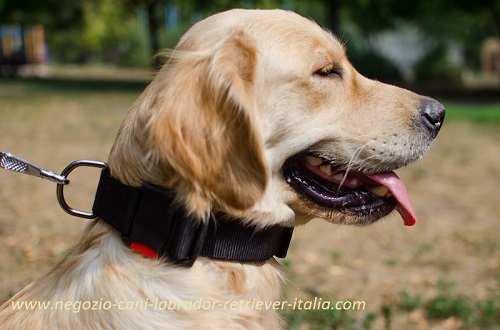 Collare in nylon con comoda maniglia indossato da Labrador Retriever