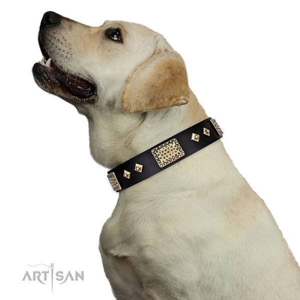 Labrador Retriever con elegante collare decorato