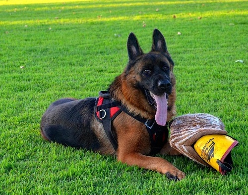 Manica protettiva per l'addestramento del cucciolo e cane
giovane