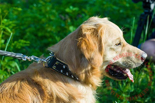 Collare per passeggiate con Golden Retriever