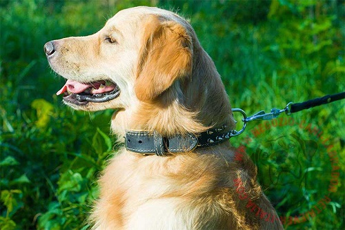 Collare in pelle con soffice fodera per Golden Retriever