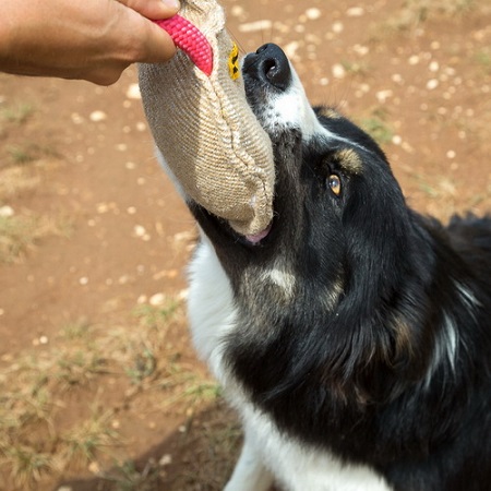 Gioco riporto da mordere  per Labrador Retriever